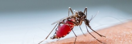 Zika Virus Raises Important Concerns About Women’s Rights