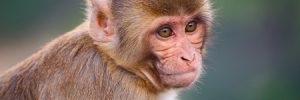 Male Contraceptive Gel Passes Clinical Trials in Monkeys