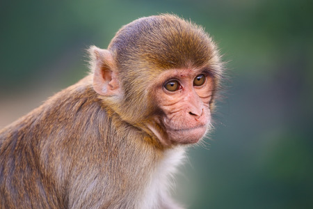 Male Contraceptive Gel Passes Clinical Trials in Monkeys